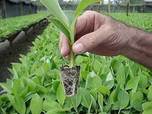 BANANA TISSUE CULTURE