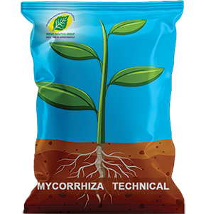 MYCORRHIZA