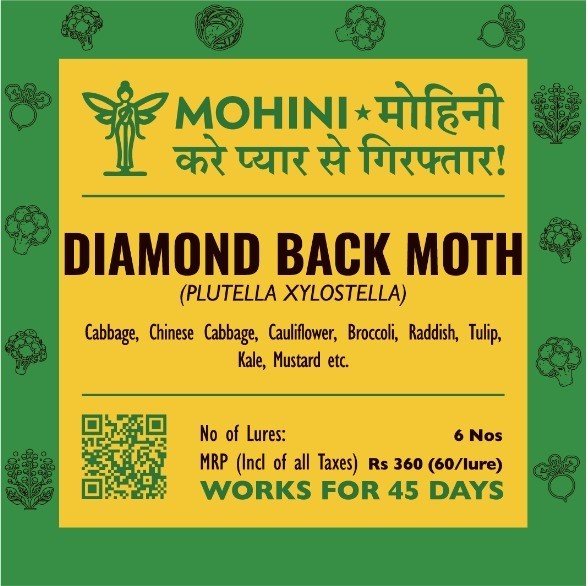 Mohini – Diamond back moths | (Plutella xylostella) | Trapping of male adult moths |