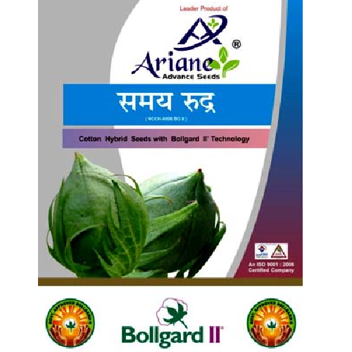 Sweet King watermelon